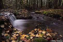 Stream Forest Oregon 110714 7621 3
