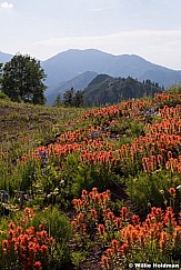 Crest Trail Wildflowers 071214 Vert