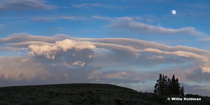 Pine Trees Moon 062113
