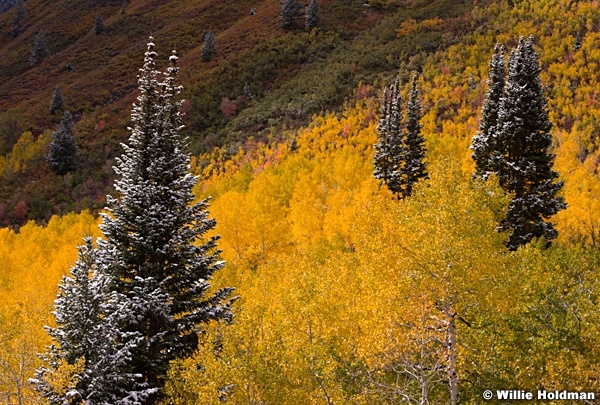 Aspen Dusting 100413 8053