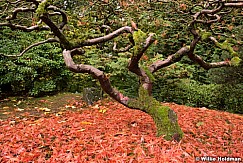 Japanese Maple 110414 6409 2