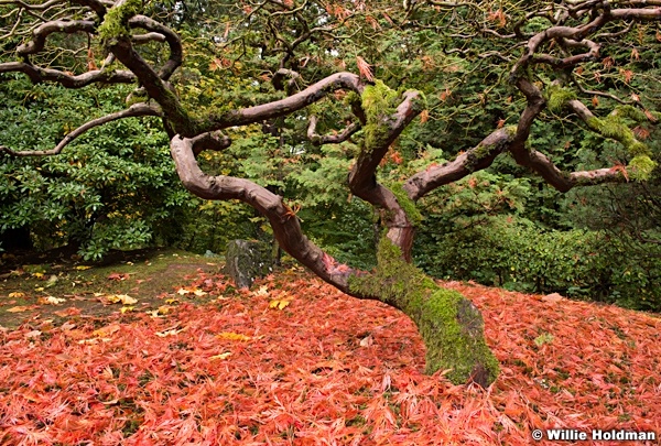 Japanese Maple 110414 6409 2