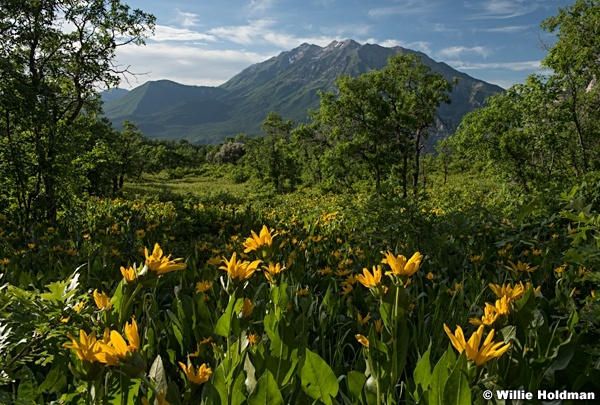 Timpanogos Spring time Flowers 061816 5569 7F 1