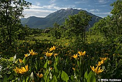 Timpanogos Spring time Flowers 061816 5569 7F 1