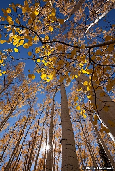 Aspens Yellow 100312 622