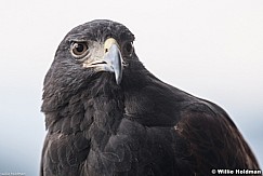 Harris Hawk 083121 5