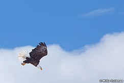 Bald Eagle 021512 24