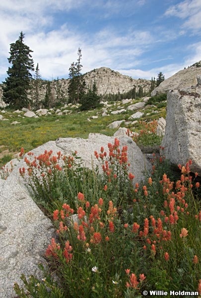 Lonpeakpaintbrush080609 9737