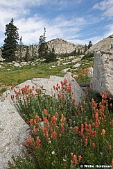 Lonpeakpaintbrush080609 9737