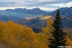 Yellow Aspens Cascade Sun Ray 092925 8766 2