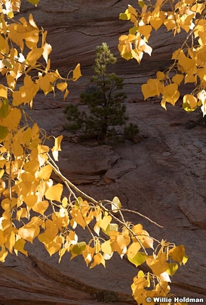 Pine Framed Cottonwood 111121 4883