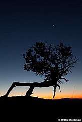 Tree Silhouette Bryce 091612 1389
