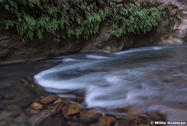 Zion Narrows Ferns 110519 4740