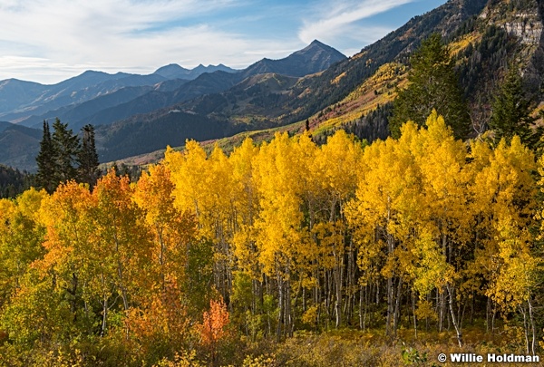 Alpine Loop Yellows 100521 9867
