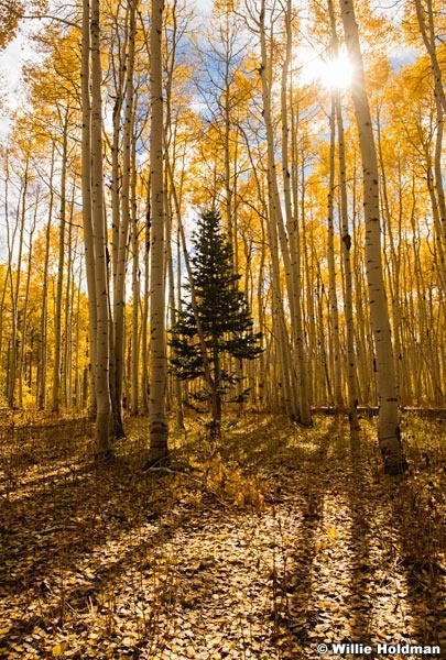 Golden Aspens Sunburst 092916 8116