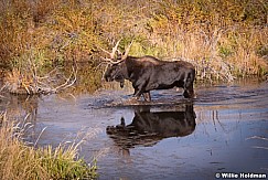 Moose Scruboak 100813 0477