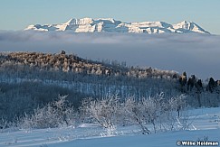 Timpanogos Frosty Aspens 012222 4255