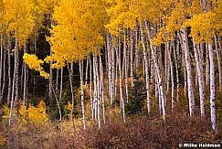 Golden Aspens 100815 0327