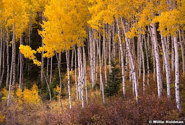 Golden Aspens 100815 0327