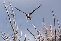 Bald Eagle In Flight 031421 5237 4