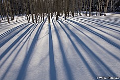 La Sal Aspens 030617 94061