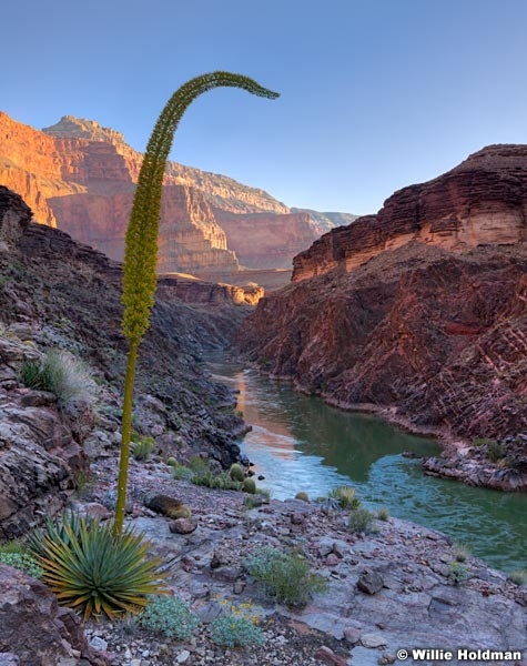 Agave Grand Canyon 042212F