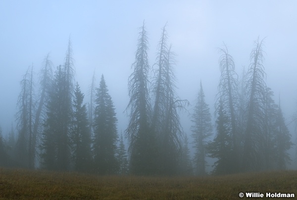 Pines Fog 092612