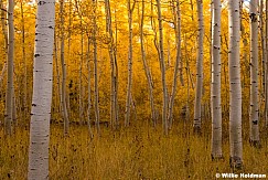 Uinta Aspen Forst 092724 0649