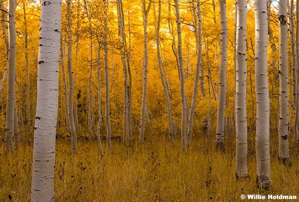 Uinta Aspen Forst 092724 0649