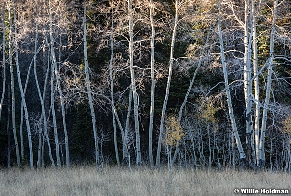 Aspen Autumn Uinta 100215 4662