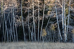 Aspen Autumn Uinta 100215 4662