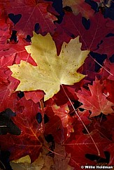 DSCyellowinredmaples
