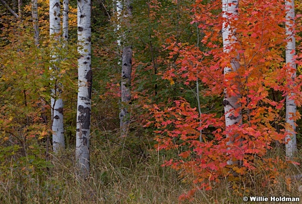 Aspensandmaples092211 43
