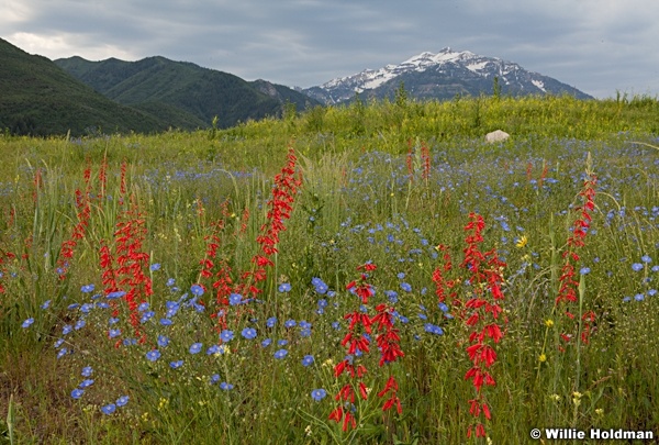 Provocanyonwildflowers 94