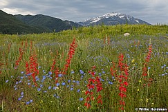 Provocanyonwildflowers 94
