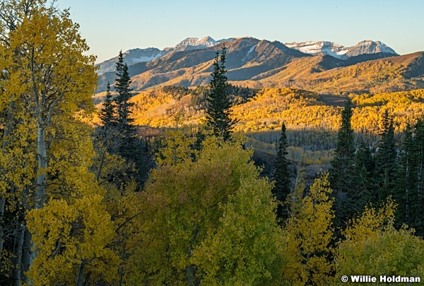 Yellow Green Aspens 100923 0023 2