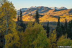 Yellow Green Aspens 100923 0023 2