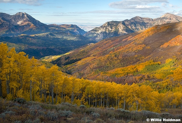 American Fork Canyon Autumn Aspens 092925 8876 2