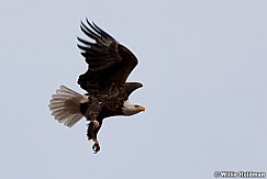 Bald Eagle flight 011612 2