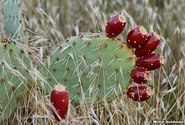 Dprickelyfruit