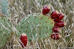 Dprickelyfruit
