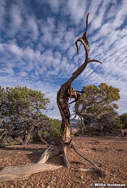 Aged Juniper Tree 092119 1221