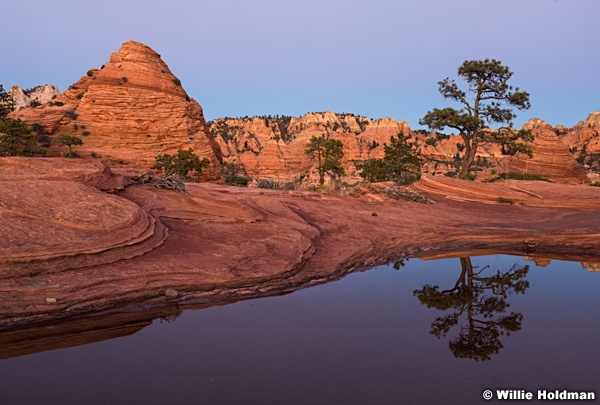 Tree Waterhole Reflection 111215 2756 2