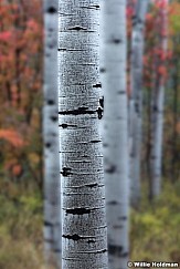 Stacked Aspen Trunks blurr092317 3168 5 1