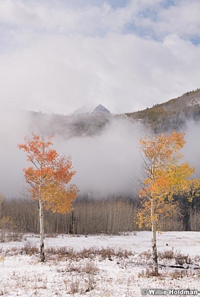 Lone Aspen Fog 101118 0516 4