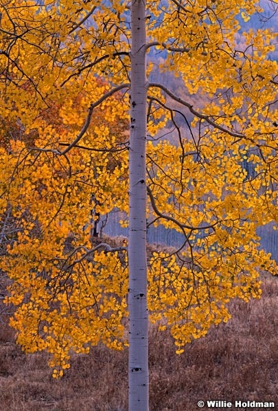 Aspen Deep Yellow Glow 100820 5182 2