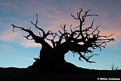 Tree silhouetted against orange sky 011222 2680