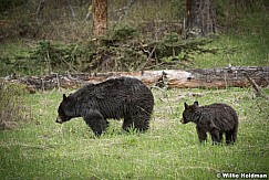 Black Bear Cub 050817 5209