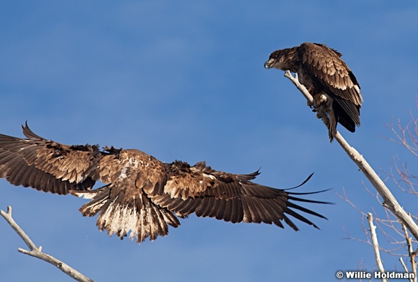 Golden Eagle 010613 334