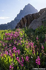 Teton Pink PrimroseF 081119 1291 4